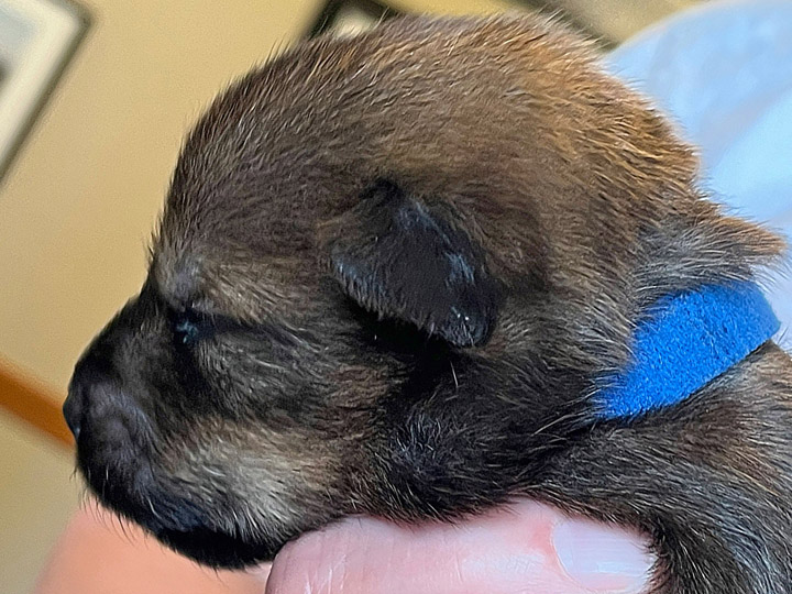 chinook puppy